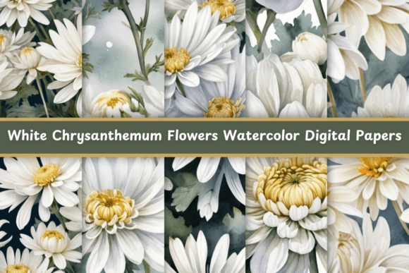 The Art and Application of White Chrysanthemum Flowers Watercolor
